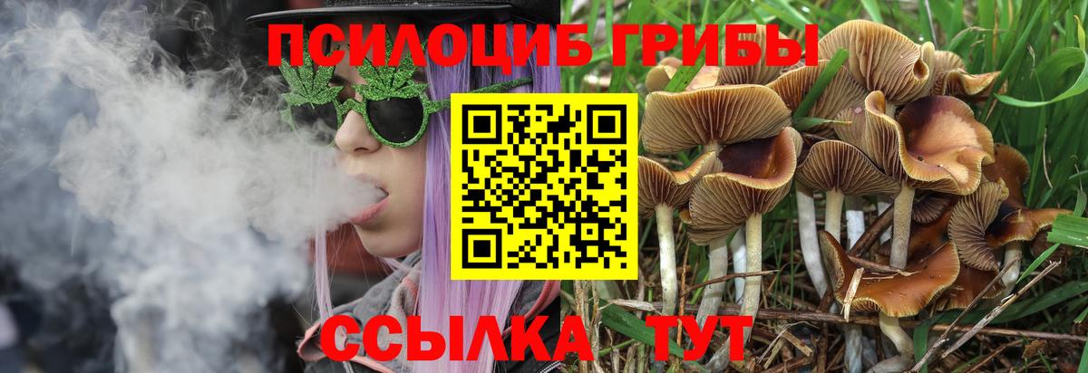Сальск  купить наркоту  Вход с VPN  Галлюциногенные грибы мицелий  Галлюциногенные грибы прущие грибы 